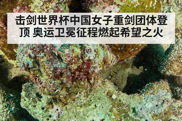 击剑世界杯中国女子重剑团体登顶 奥运卫冕征程燃起希望之火